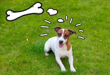 köpek yeşil üzerinde oturan ve kemik hakkında rüya