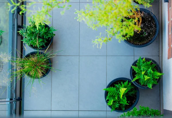 Boven uitzicht op balkon met planten — Stockfoto