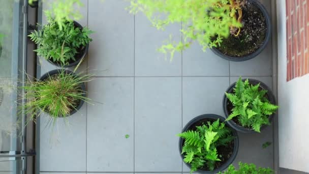 Vue au-dessus du balcon avec plantes — Video