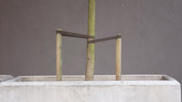 Árbol con soporte de cuerda de árbol en hormigón — Vídeo de stock
