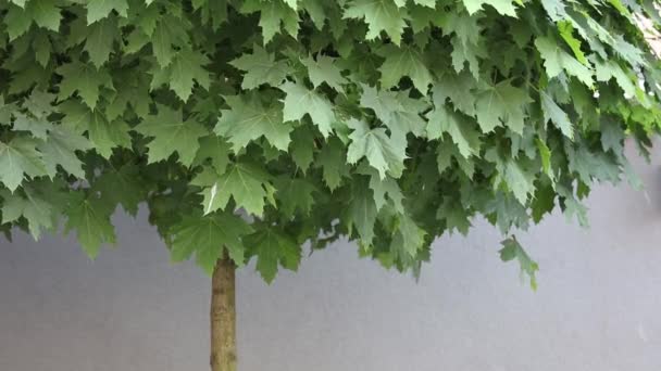 Green maple tree near a wall — Stock Video