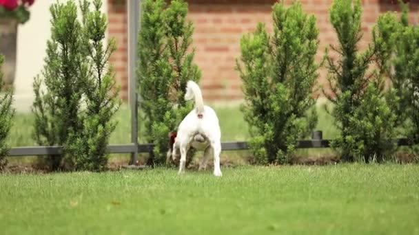 Cane giocare sul prato verde — Video Stock