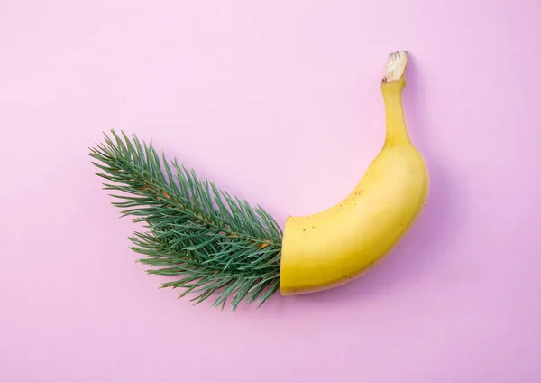 Соснова гілка і половина банана на рожевому фоні — стокове фото