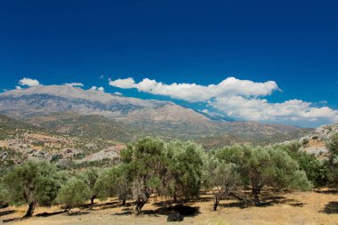 Zeytin bahçeleri ve Merkez il Heraclion dağlarında