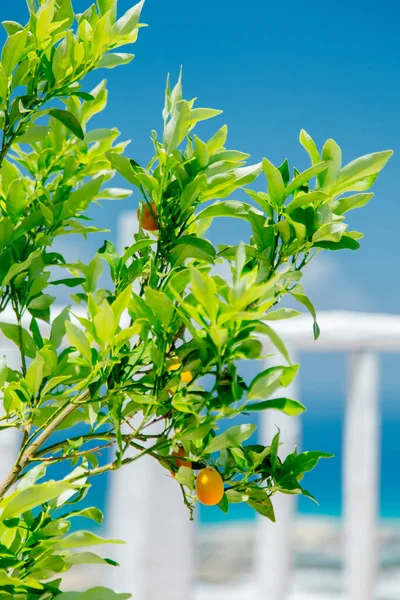 Kleine oranje boom met kleine fruitage op Kreta — Stockfoto