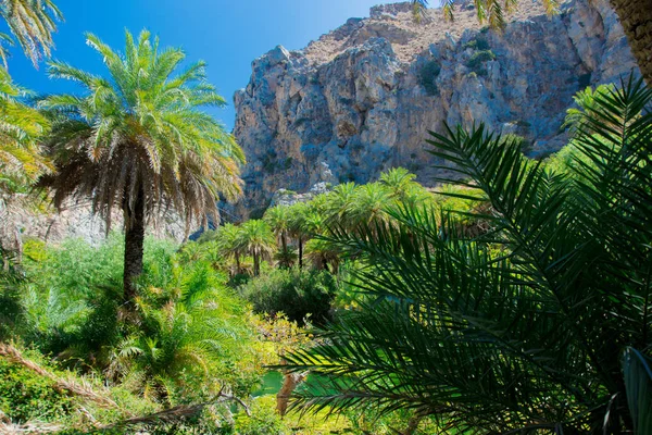 Beautiful palm forest in Preveli — Stock Photo, Image