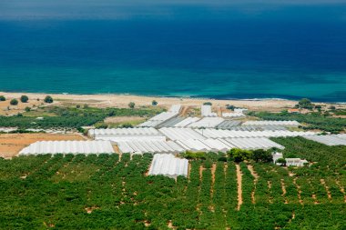 Zeytin ağacı Gardens yakınındaki west Crete, Falassarna bölgesi, Yunanistan deniz kıyısında görüntülemek