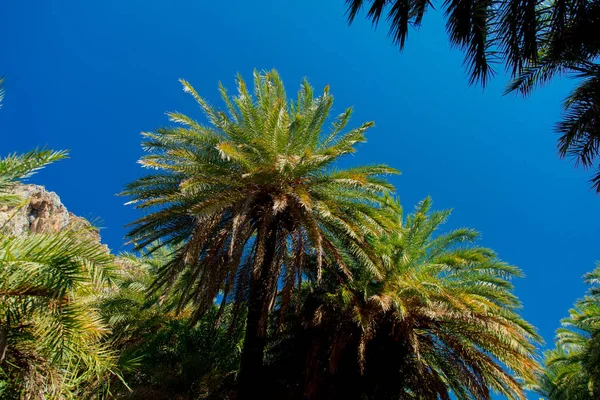 Hermoso Bosque Palmeras Preveli Creta Central Grecia — Foto de Stock