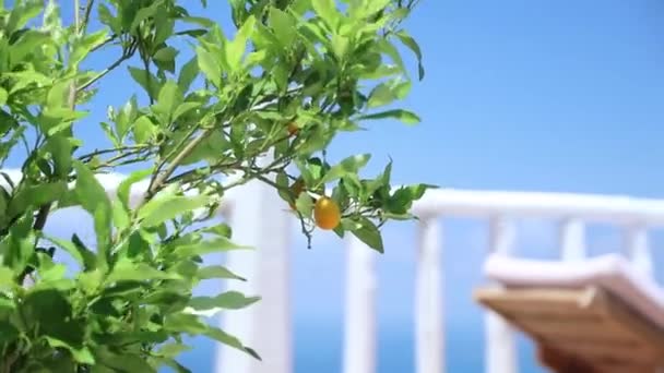 Albero Limone Verde Che Cresce All Aperto — Video Stock