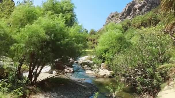 青い空の下で野生のオリーブの木の美しい景色 — ストック動画