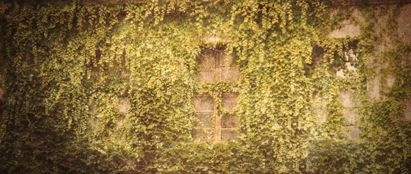 Window Ivy Wall Image Win Old Color Style — Stock Photo, Image