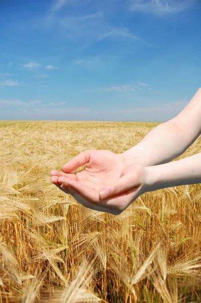 Руки женщины держат что-то над пшеничным полем — стоковое фото