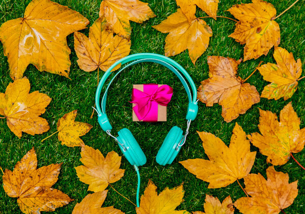 Golden autumn maple leaves and headphones with gift box on green grass.