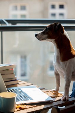 köpek masada laptop arıyorum. Yan görünüm 