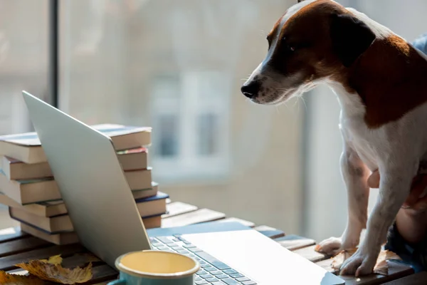 Hond Kijken Laptop Tafel Zijaanzicht — Stockfoto