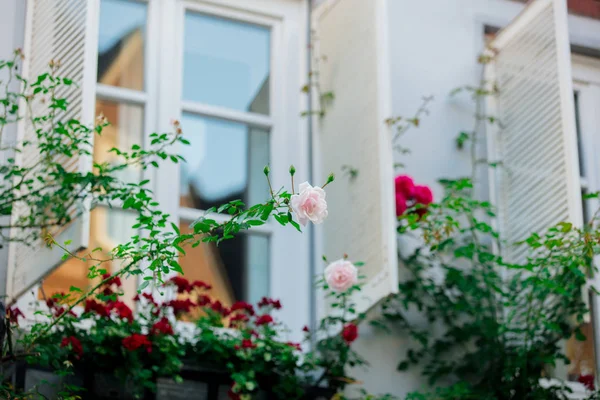 View at white open windows with roses — Stock Photo, Image