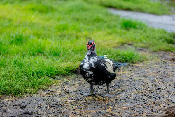 Anatra olandese sull'erba verde — Foto Stock