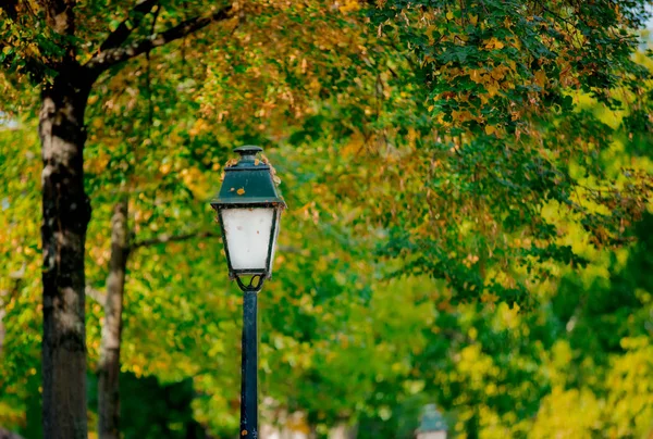 Yakınındaki bir ağaç ile Vintage sokak lambası — Stok fotoğraf