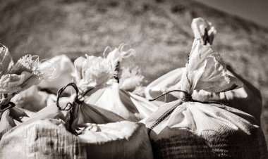 Çuval buğday hasat ile. Görüntü siyah beyaz renk tarzı