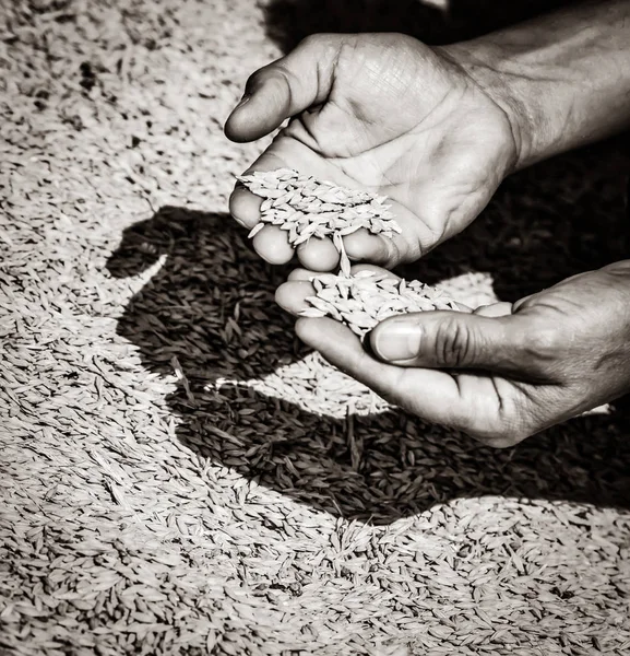 Milhos Trigo Mãos Velho Agricultor Imagem Estilo Cor Preto Branco — Fotografia de Stock