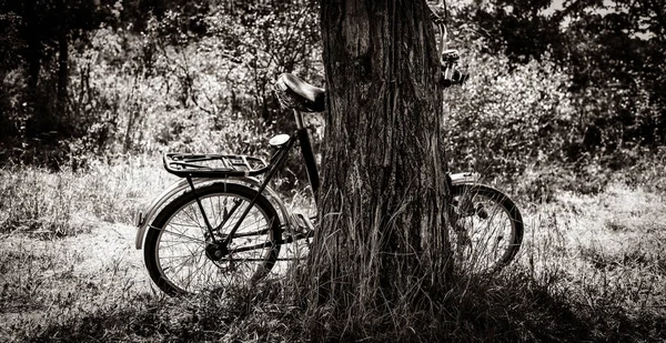 Vecchia Bici Stare Vicino Albero Parco Immagine Stile Bianco Nero — Foto Stock