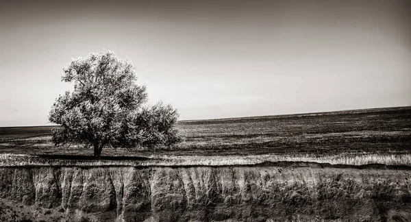 一棵老橄榄树的照片 在陡峭的悬崖附近的田野里生长 黑白颜色样式中的图像 — 图库照片