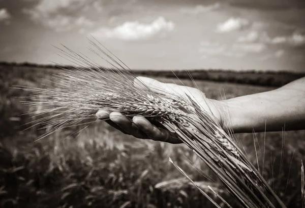 Menschliche Hand Hält Weizenstacheln Zur Erntezeit Vor Dem Hintergrund Eines — Stockfoto