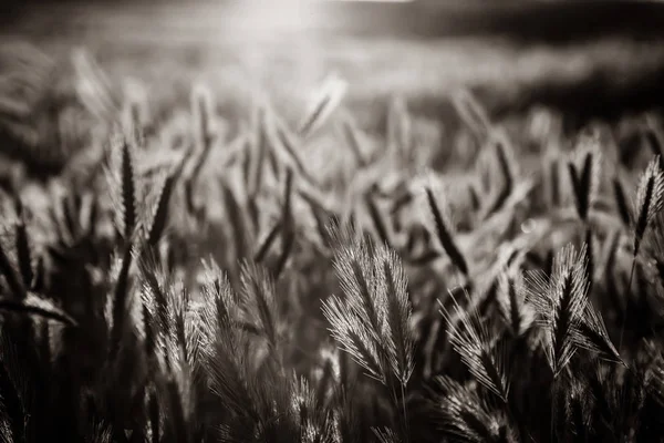 Mira Las Espiguillas Trigo Campo Atardecer Imagen Color Blanco Negro — Foto de Stock