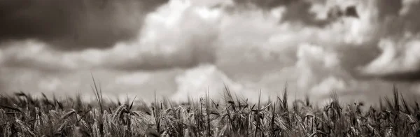 Buğday Spikelets Alanına Bakın Görüntü Siyah Beyaz Renk Tarzı — Stok fotoğraf