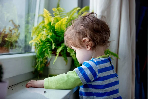 Niño Pequeño Descubre Trabajo Quédate Cerca Del Alféizar Ventana Planta —  Fotos de Stock