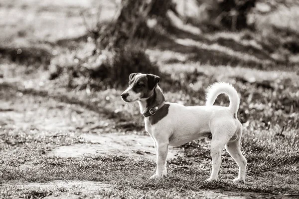 Photo of the cute dog walking in the park. — Stock Photo, Image