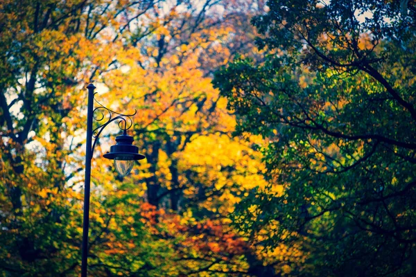 Lâmpada Rua Velha Com Galhos Árvore Fundo Temporada Outono — Fotografia de Stock