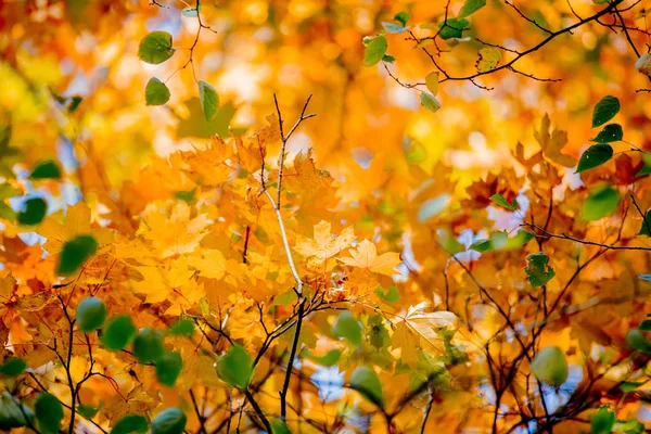 秋の公園で黄色の葉の拡大 — ストック写真