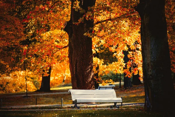 公園の白いベンチ 秋のシーン — ストック写真