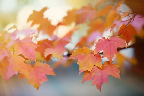 Vista Perto Amarelo Pequenas Folhas Ácer Vermelho Com Bokeh — Fotografia de Stock