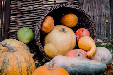 bir yerde bir sarı kabak grubudur. Sonbahar sezonu görüntüleri doğal renklerde 