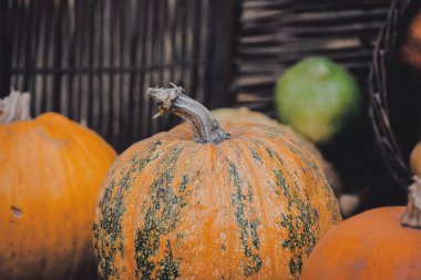 bir yerde bir sarı kabak grubudur. Sonbahar sezonu görüntüleri doğal renklerde 