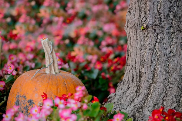 Abóbora Amarela Com Umas Flores Jardim Hora Época Outono — Fotografia de Stock