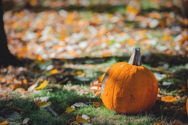 Gul Pumpa Grön Gräsmatta Med Lämnar Runt Höstsäsongen Tid — Stockfoto