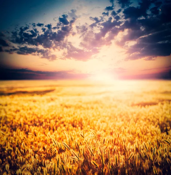 Sonnenuntergang über goldenem Weizenfeld. — Stockfoto
