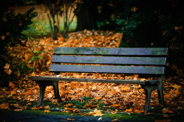 Gammal bänk i parken — Stockfoto