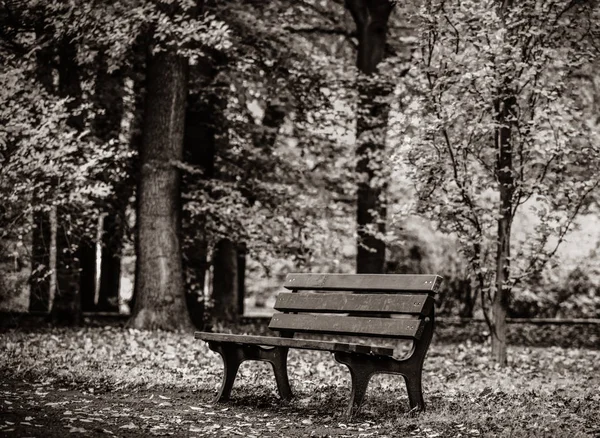 在公园的弗罗茨瓦夫 波兰的老长凳 — 图库照片