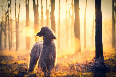 köpek fotoğraf
