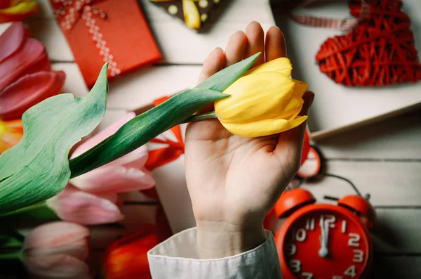 As mãos femininas estão segurando uma flor de tulipa — Fotografia de Stock