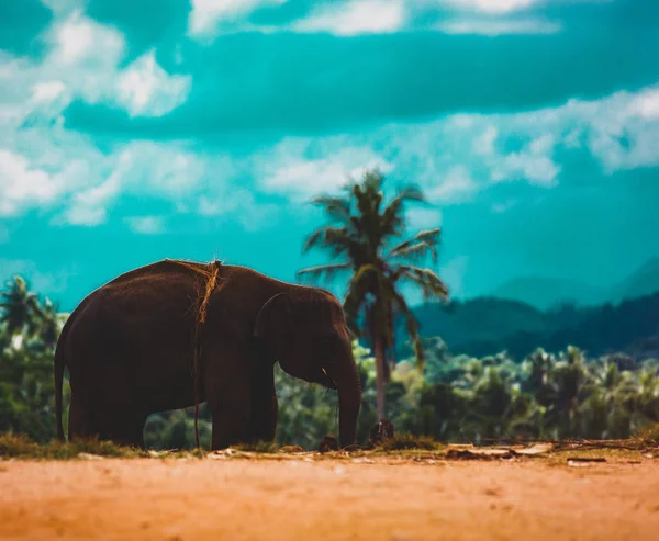 Sri Lanka Adası Nın Bir Ormanda Yalnız Fil — Stok fotoğraf
