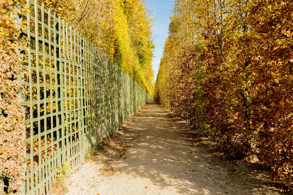 Nézd: fa alley Versailles Park — Stock Fotó