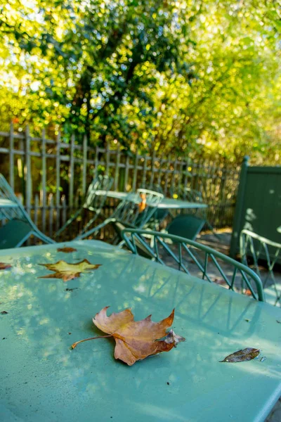 Вид на листья клена на зеленом металлическом столе в кафе — стоковое фото