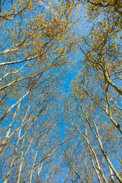 View at high poplar trees on blue sky background — Stock Photo, Image