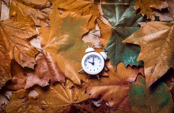 Vintage alarm clock and maple leaves — Stock Photo, Image