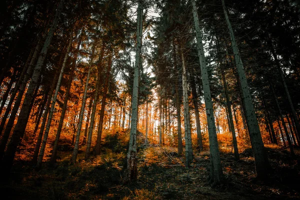 Blick auf den Wald von Südschlesien — Stockfoto